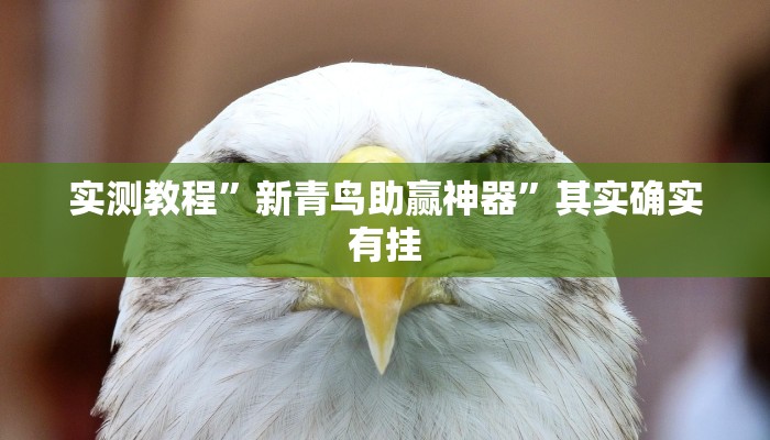 实测教程”大冶麻将开挂神器”(原来确实是有挂)