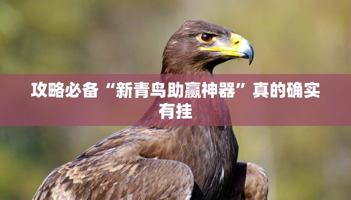 实测教程”新九哥斗牛可以开挂吗”其实确实有挂
