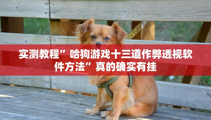 实测教程”哈狗游戏十三道作弊透视软件方法”真的确实有挂