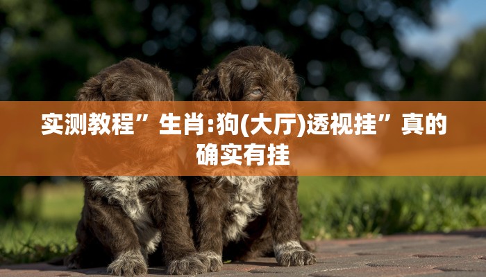 实测教程”生肖:狗(大厅)透视挂”真的确实有挂
