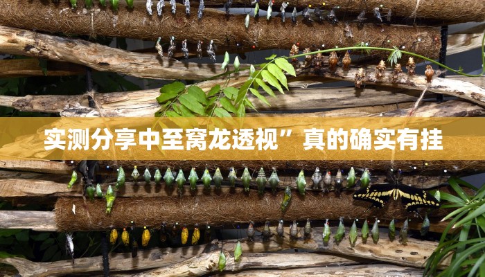 实测分享中至窝龙透视”真的确实有挂