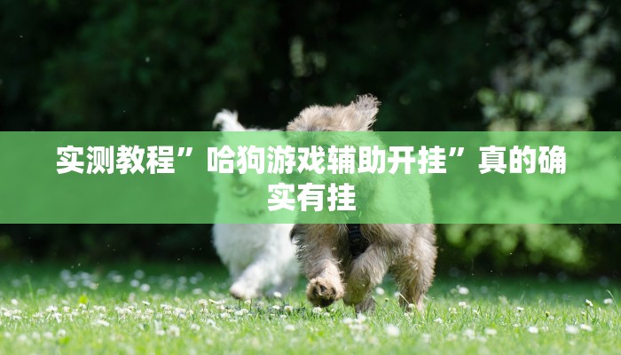 实测教程”哈狗游戏辅助开挂”真的确实有挂