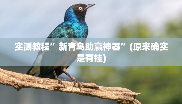 实测教程”新青鸟助赢神器”(原来确实是有挂)