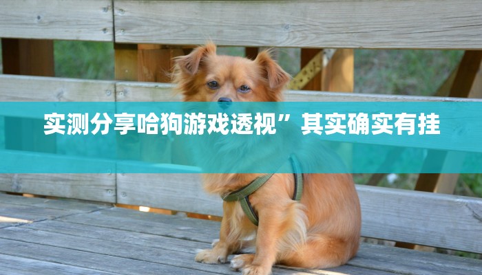 实测分享哈狗游戏透视”其实确实有挂
