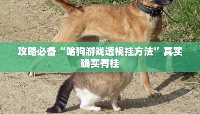 攻略必备“来一盘河南麻将辅助透视挂软件”其实确实有挂
