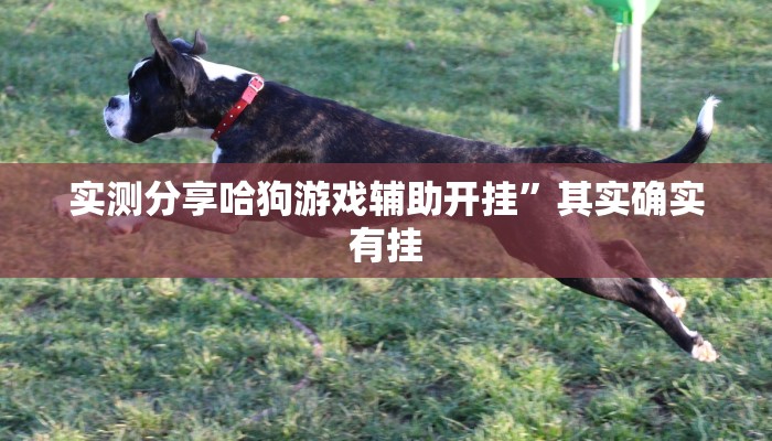 实测分享哈狗游戏辅助开挂”其实确实有挂

